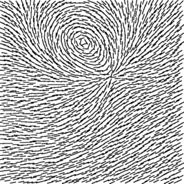 Vector field of curves