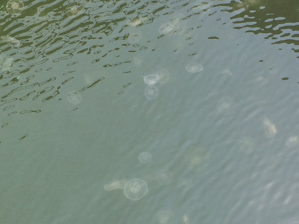 Lots of jellies in the water in Boston