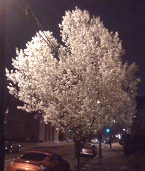The White Tree, in Medford, MA